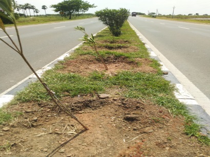 Improper Growth Of Median Plants - Highway Correspondence